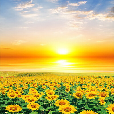 

3D Wall Mural Sunset Sunflowers Поле Фото обои Декорации для стен Countryside Styl Гостиная Входная стена Бумага Custom