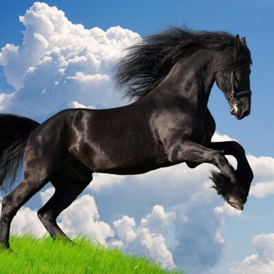 

Custom 3D Nature Scenery Blue Sky White Clouds Black Horse Mural Обои Гостиная Диван ТВ Фон Обои Wall Decor