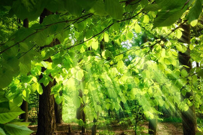 

Custom photo wallpaper Sunshine green leaves background wallpaper mural living room bedroom sofa waterproof wallpaper