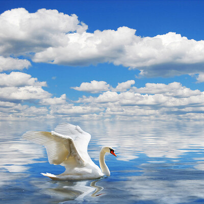 

Пользовательские 3D-обои для фото HD Swan Seagull Blue Sky и белые облака Sea Sofa TV Заставка Обои на рабочий стол Обои Papel De Parede 3D