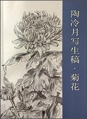 

陶冷月写生稿·菊花