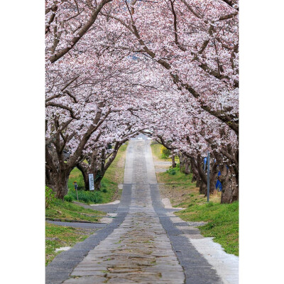 

White Blossom Road Photo Background 57FT Vinyl Fabric Cloth Digital Printing Wedding Backdrop S-3135