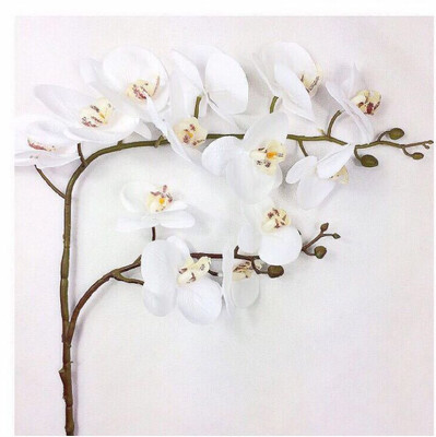 

Real touch 2forks 13heads artificial silicone butterfly orchids wholesale large flowers wedding decorative Phalaenopsis 2pcs