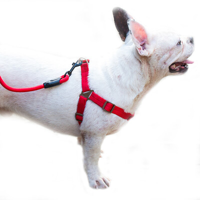 

HIPIDOG dog rope dog chain dog ring dog belt p chain cat rope cat chain pet cat dog supplies medium dog dog collar strap tract