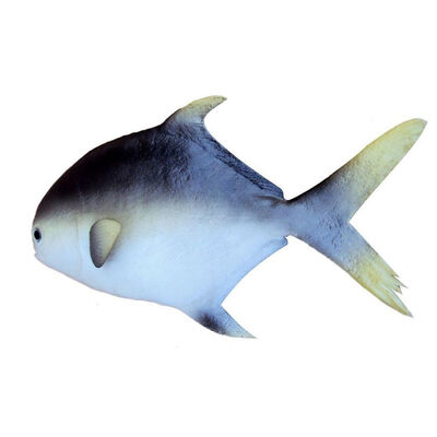 

UpperX Vivid Artificial Tuna Model Imitation Food Home Store Cabinet Pretend Decor