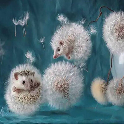 

UpperX 5D Round Diamond Painting Cute Hedgehog Dandelion Cross Stitch Diamond Painting Home Decor Gifts