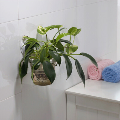 

Jingdong supermarket Garbo sucker water flower pot 260301