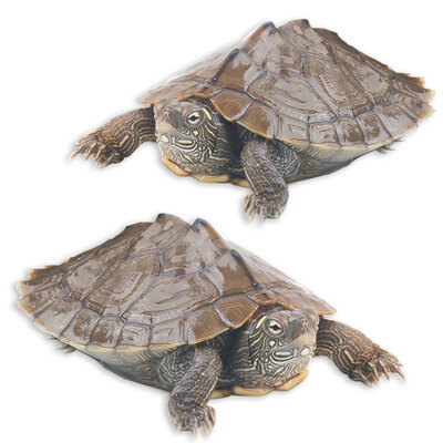 

Yi Мэн домашних животных черепахи живут за пределами карты Лаки черепахи разведения пруд черепахи 5-7cm глубоководного два