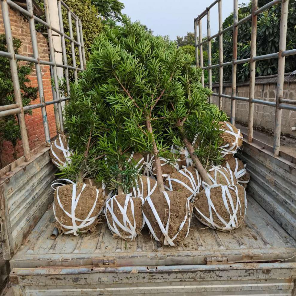 罗汉松大树树苗基地直销雀舌盆景大型庭院绿植常青花卉造型大树罗汉松