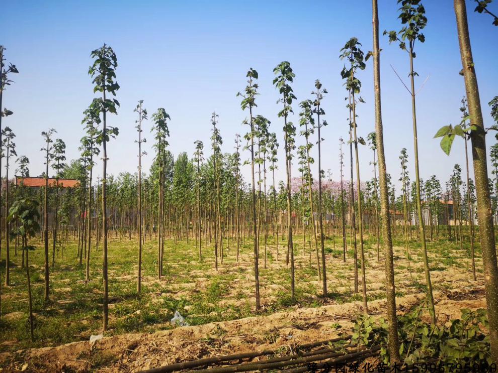 新品开花泡桐小苗兰考紫花泡桐大果泡桐中国梧桐树苗速生泡桐树根