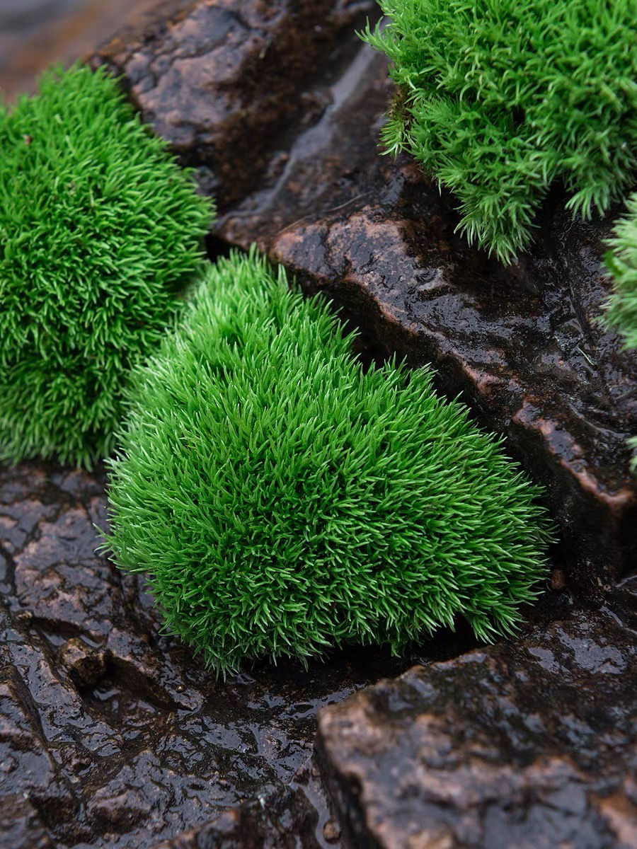 盆景常用苔藓种类图片