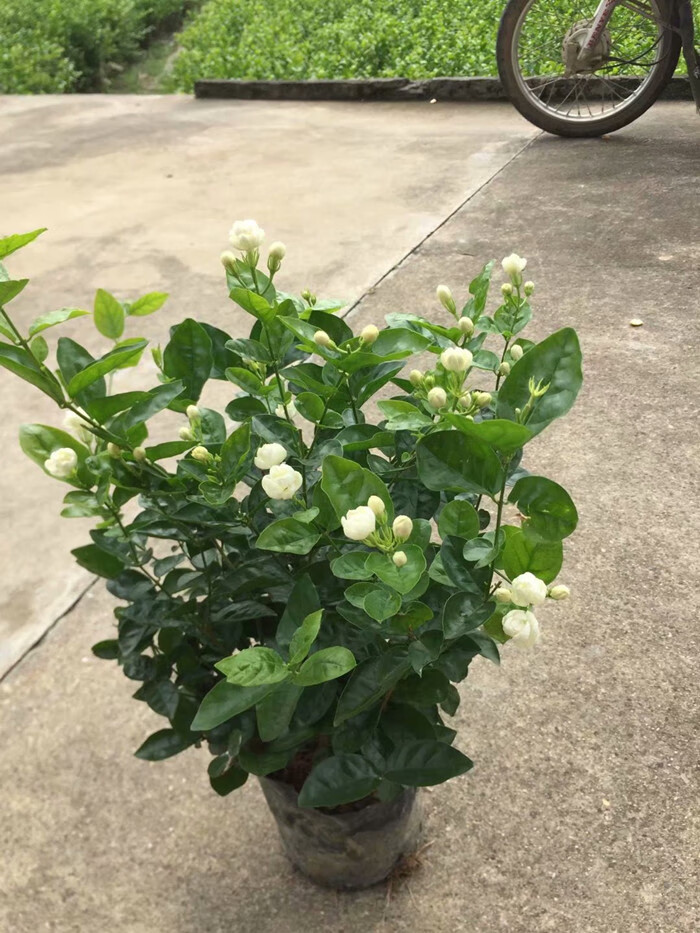 双重瓣茉莉花盆栽苗带花苞室内庭院常年开花不断花卉植物园艺好养 2盆