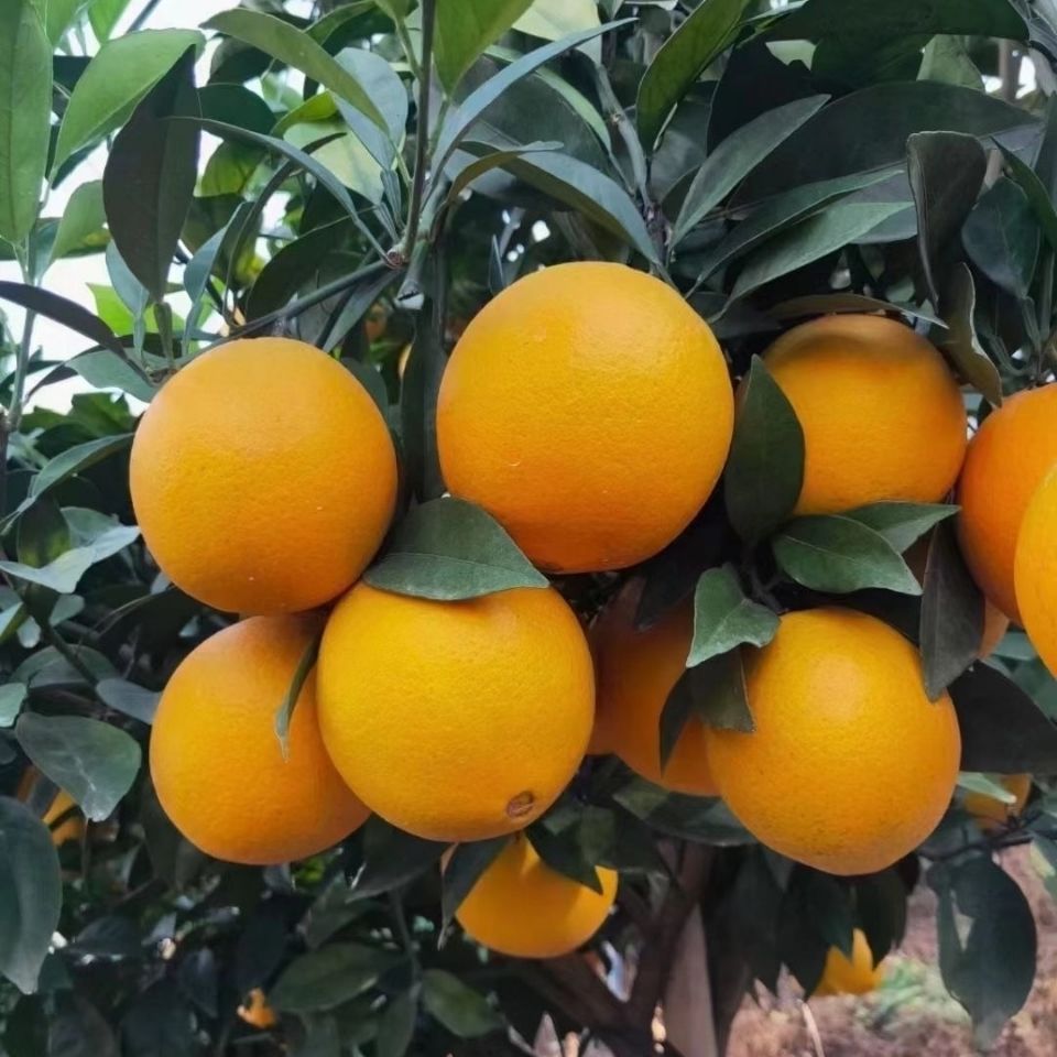 橙乡甜黄金橙正宗赣南de脐橙新鲜水果橙手掰橙纯甜多汁20斤装团建送礼