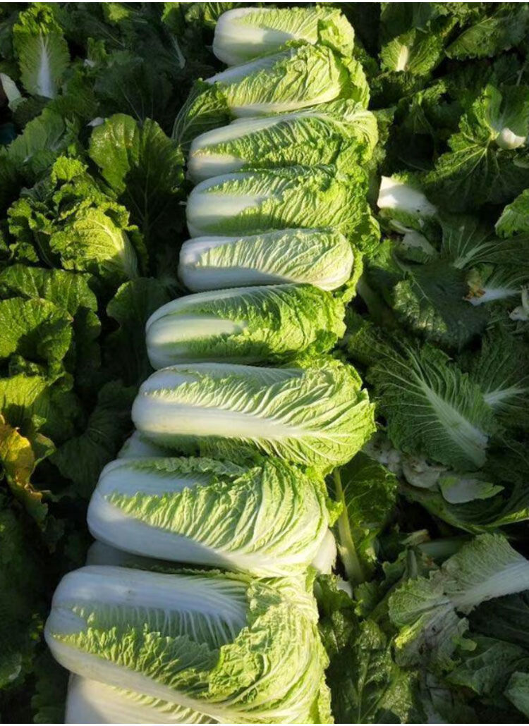 冬储王白菜种子越冬王抗烧心秋季种植越冬大白菜种子高产抗病冬储 -量