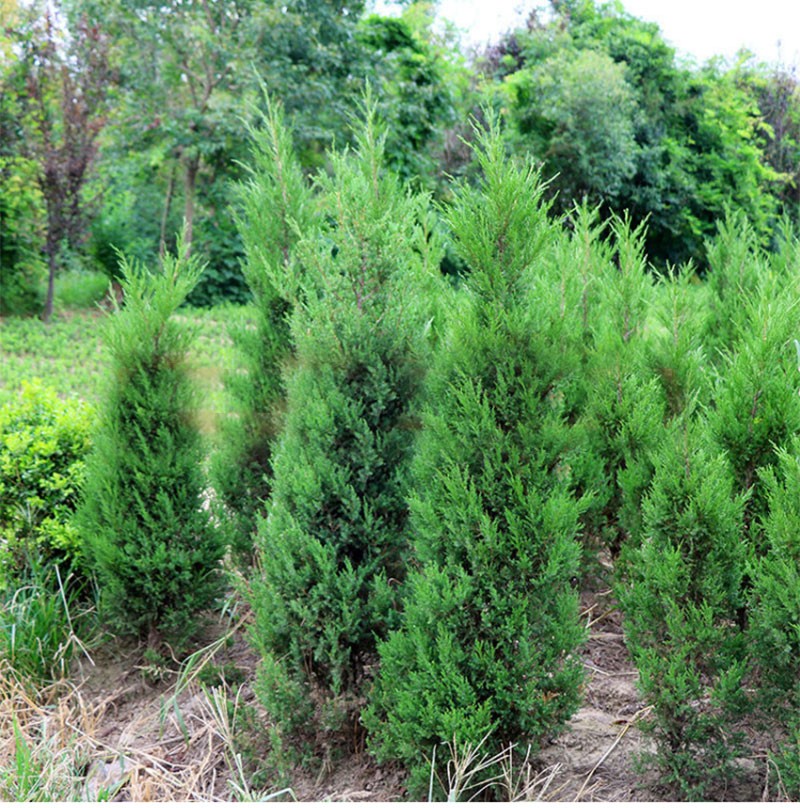 四季常青松柏树苗墓地侧柏树苗扁柏圆柏松塔柏宝塔松龙柏清明绿化