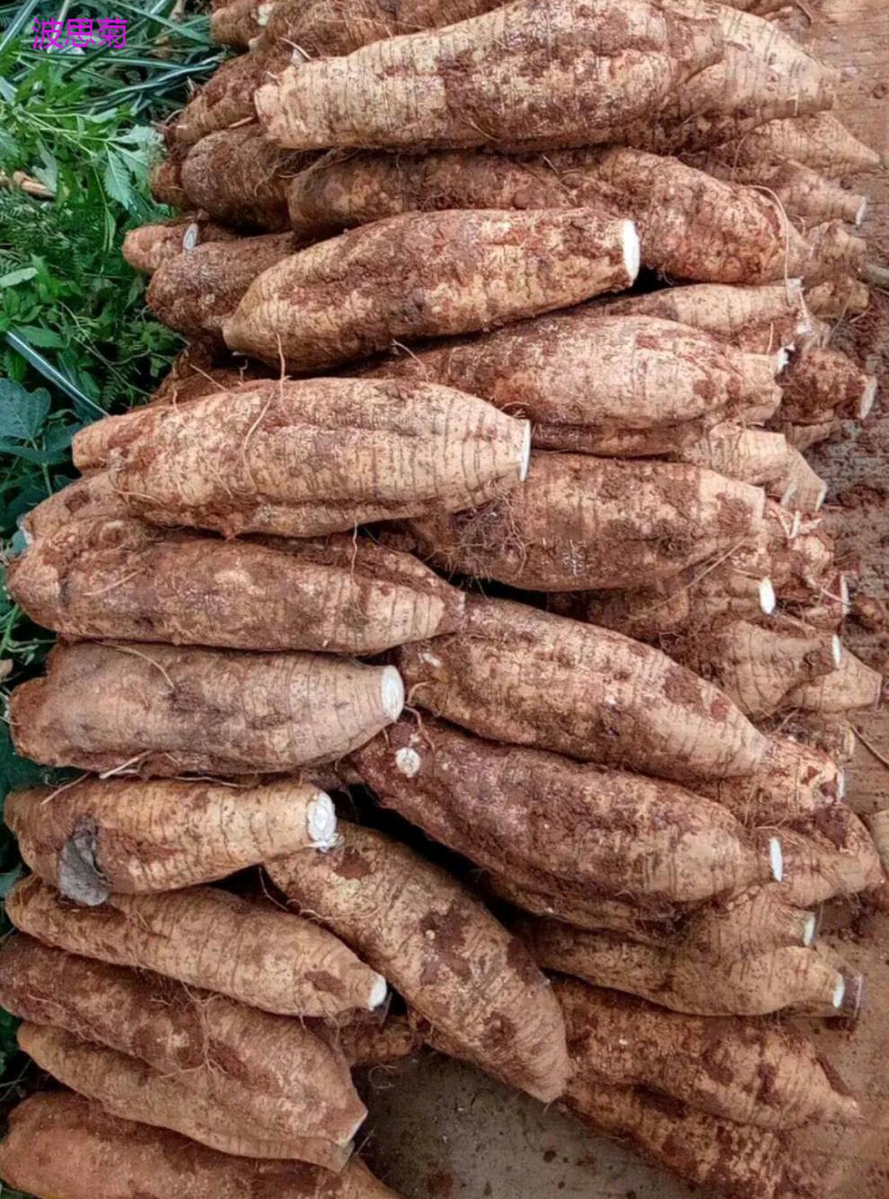 静谧葛根苗野生柴葛种苗种植葛根种子化树苗绿植爬藤无渣粉葛苗 20棵