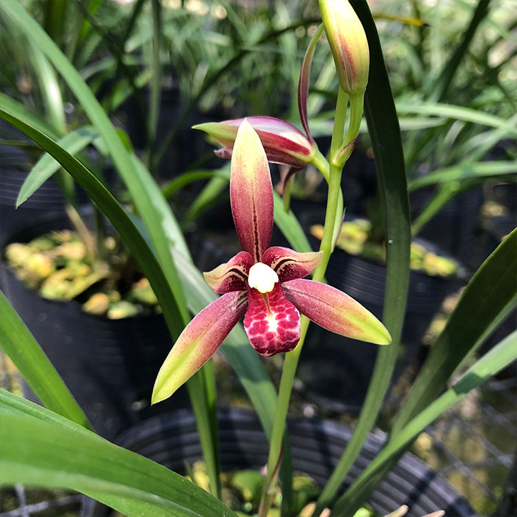 兰花】精品兰花苗盆栽建兰墨兰浓香型室内兰花 凤凰来仪【超香建兰】