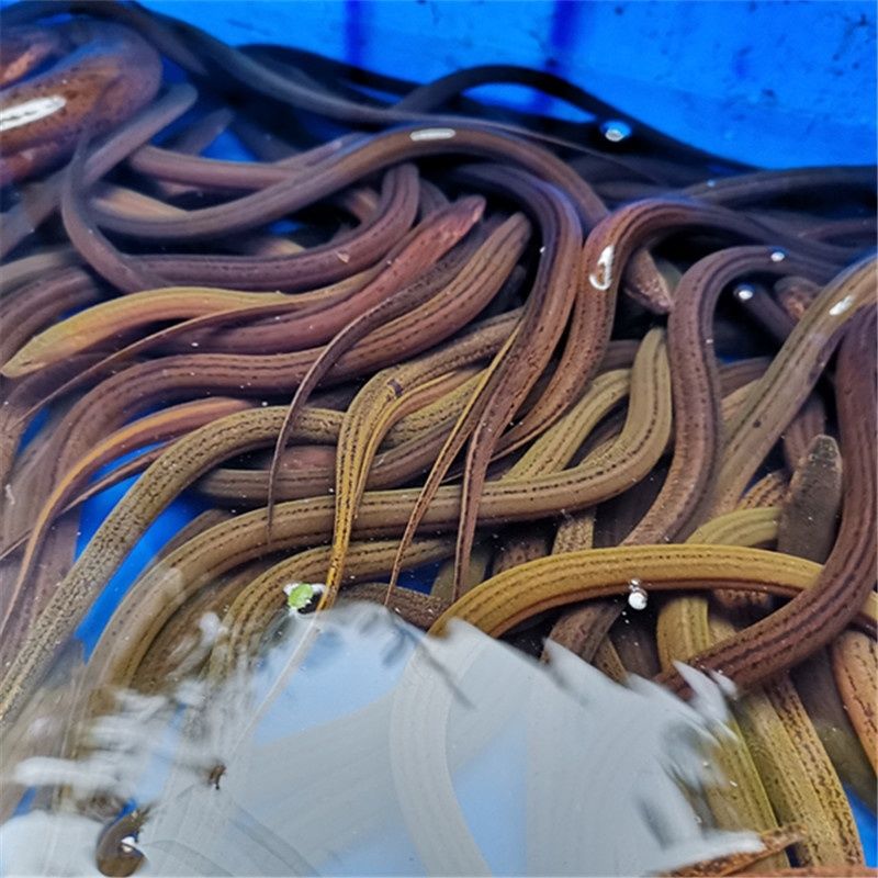 荣郁鳝鱼苗 鲜活黄鳝苗长鱼苗小黄鳝泥鳅淡水养殖鳝鱼幼苗一斤包 鳝