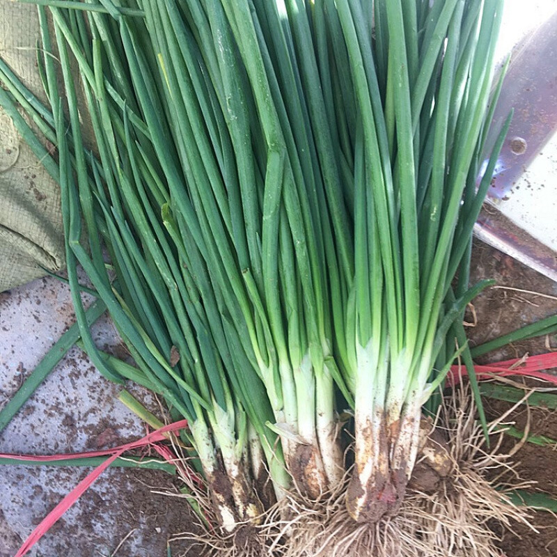 【现挖】新鲜小香葱青葱秧笨葱蘸酱菜食用小葱新鲜蔬菜多省 农家自重