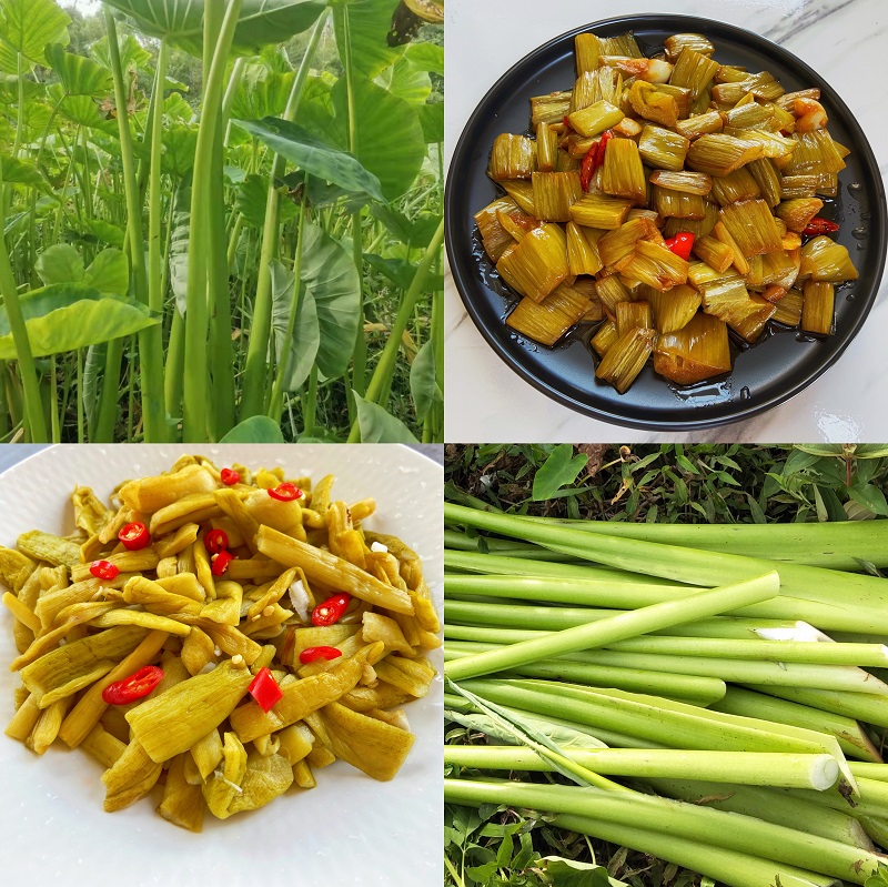 【抖音同款 臻品京选】shysan 芋苗酸广西酸芋荷酸芋梗钦州特产泡菜