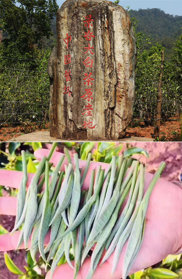 云南普洱精品茶景谷大白茶纯芽头春茶饼白毫银针年货礼盒装 纯芽白毫