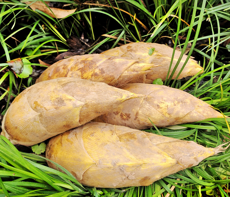 现货四川野生新鲜冬笋现挖黄泥大冬笋毛竹笋春笋农家笋5斤4kg