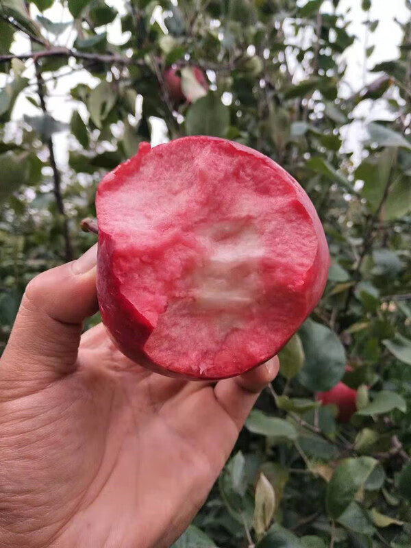 【京鲜速发】新疆阿克苏红肉苹果 红色之爱红心苹果当季新鲜稀有不