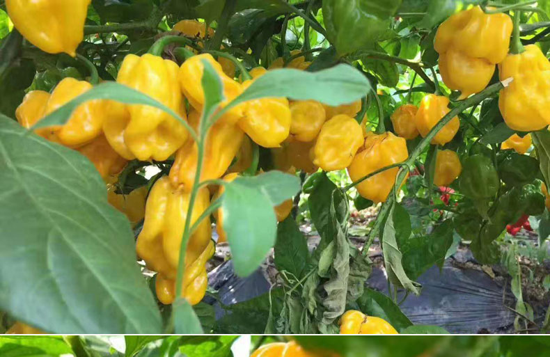 玫栀海南新鲜黄灯笼特辣辣椒黄灯龙三亚空运新鲜热带香辣椒5斤