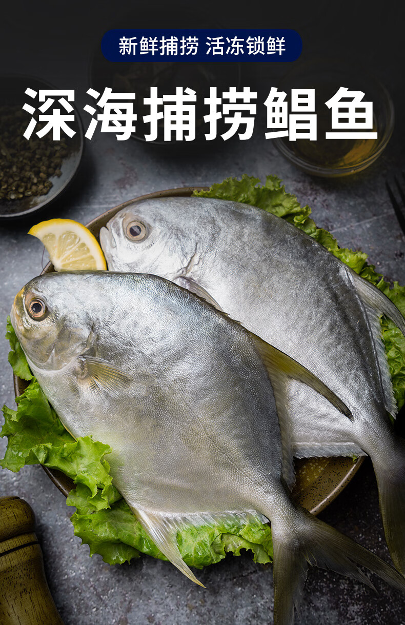 橙伯乐银鲳鱼鲜活海捕深海鱼冷冻水产海鲜大平鱼新鲜金昌鱼顺丰