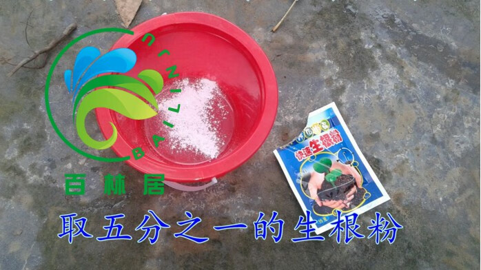桃树苗种植技术