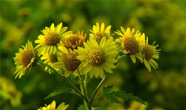 野菊花种籽野黄菊山坡路边野生山菊花四季易活花籽菊花种籽多年生野生