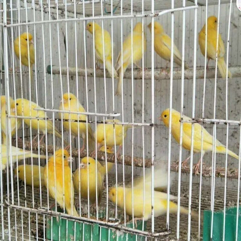 【京东推荐】活体 玉鸟 辣椒红 山东黄白玉蜡黄 扬州黄桂皮观赏鸣叫鸟