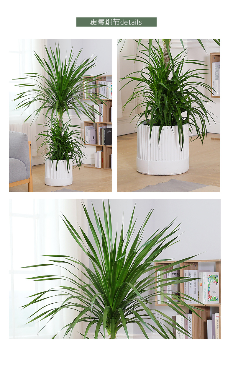 造型室内耐阴客厅中大型落地盆栽除甲醛绿植大型植物 黑珍珠龙血树-1