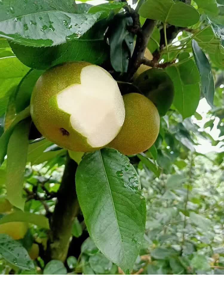 【清甜爽脆】建宁翠冠梨子脆甜多汁现摘当季孕妇水果皇冠梨 大果200g