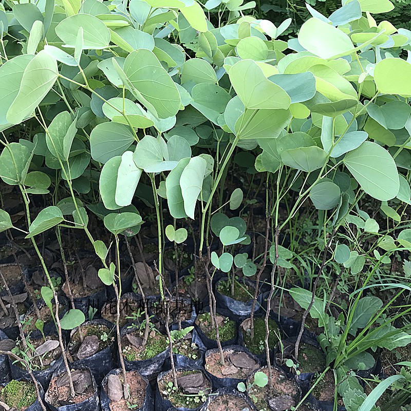 花姬广东樱花宫粉紫荆树苗紫荆花苗庭院观赏植物公园绿化风景树木粉红