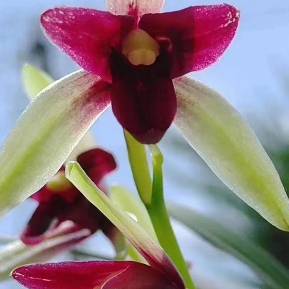 锦上添花浓香型建兰三星蝶兰花苗绿植阳台办公室客厅盆栽好养锦上添花