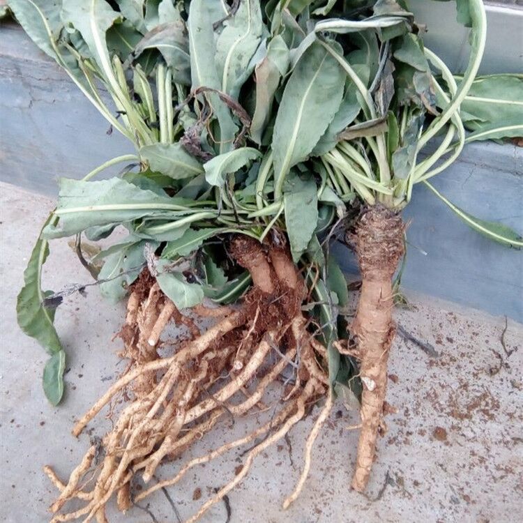 板蓝根切片 大青根 正宗板蓝根段切片 产地直发无硫 板蓝根250克