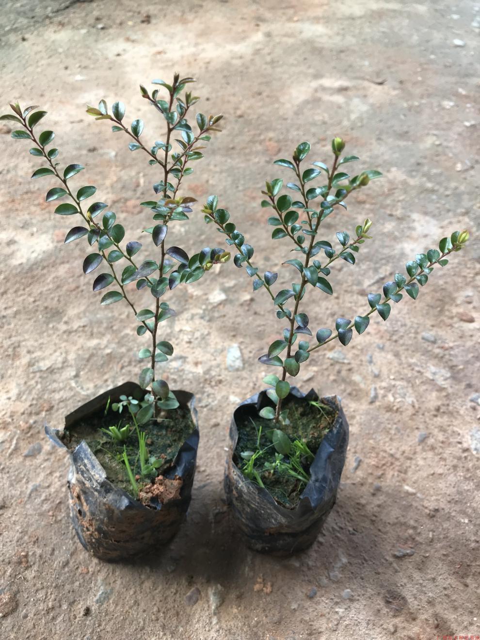 花姬正宗小叶紫檀室外植物观赏小叶紫檀带叶带土发货广州基地苗木50cm