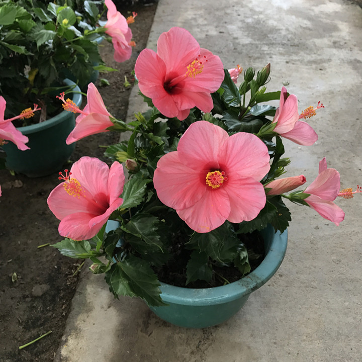 耐热耐晒大红花朱槿丹麦朱槿重瓣扶桑花芙蓉花盆栽重瓣玫粉中盆不含盆