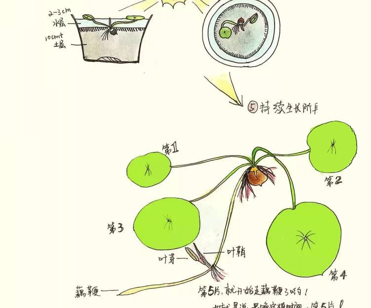 莲藕的生长图解图片