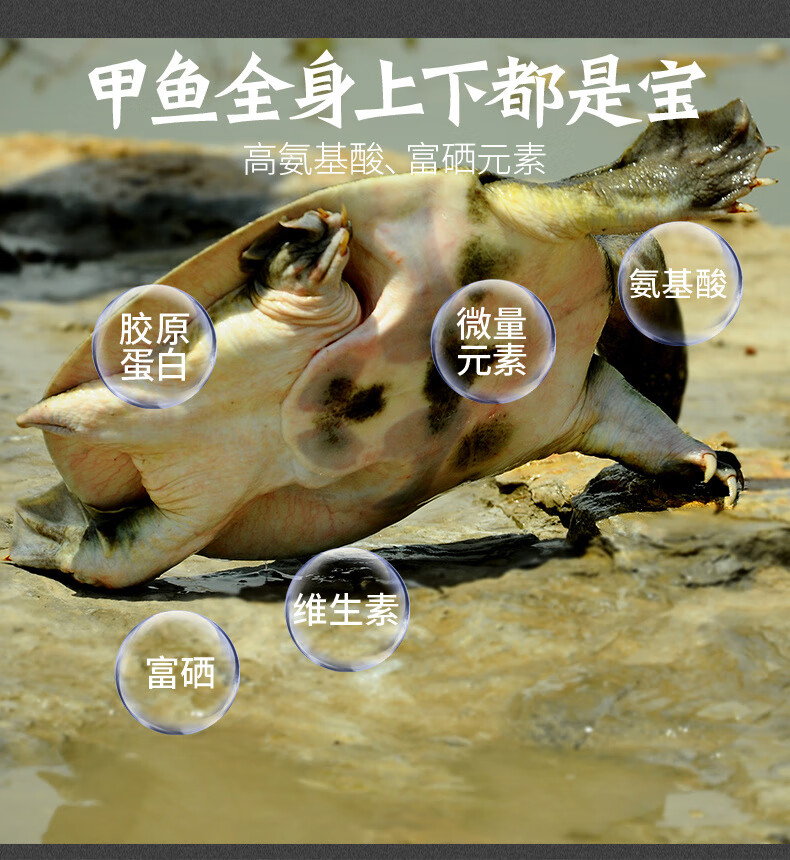 甲鱼2斤鲜活老鳖生长食用大甲鱼母生鲜鱼雌团鱼王八鳖活体活鲜现捕现