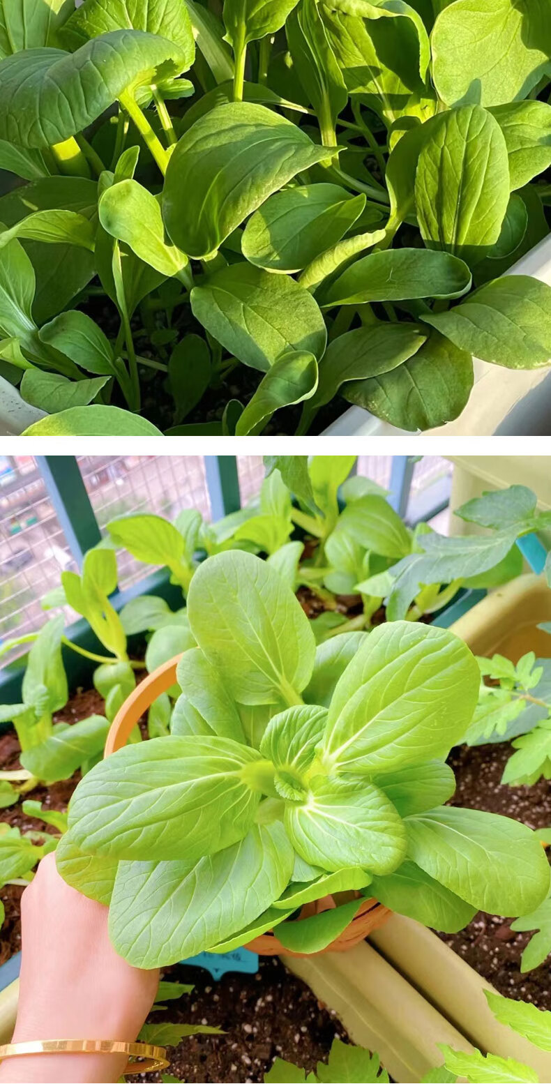 四季蔬菜种孑大全阳台水培盆栽青菜苗 改良上海青30g 果蔬土3l【图片