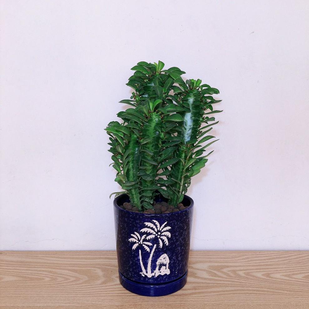 龙骨树龙骨盆栽万重山室内客厅旺财植物新居守家四季常青净化空气