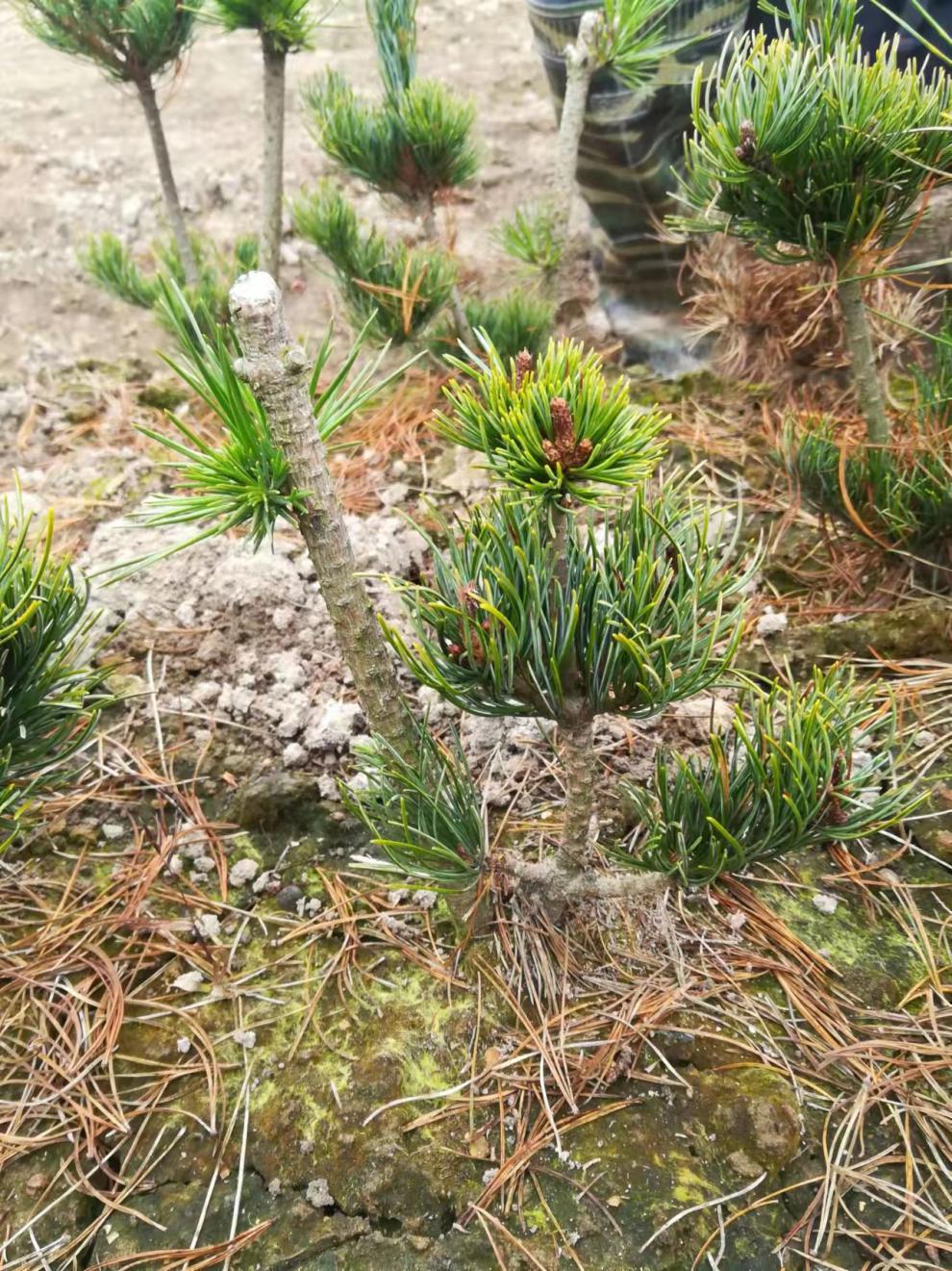 精品日本大阪松小苗五针松盆景树桩造型短针嫁接苗那须娘松树黑松五针