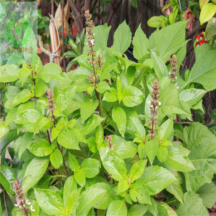 月娥批发罗勒 丁香 大叶 小叶紫种子 发芽率高 量大优惠 优 罗勒一斤