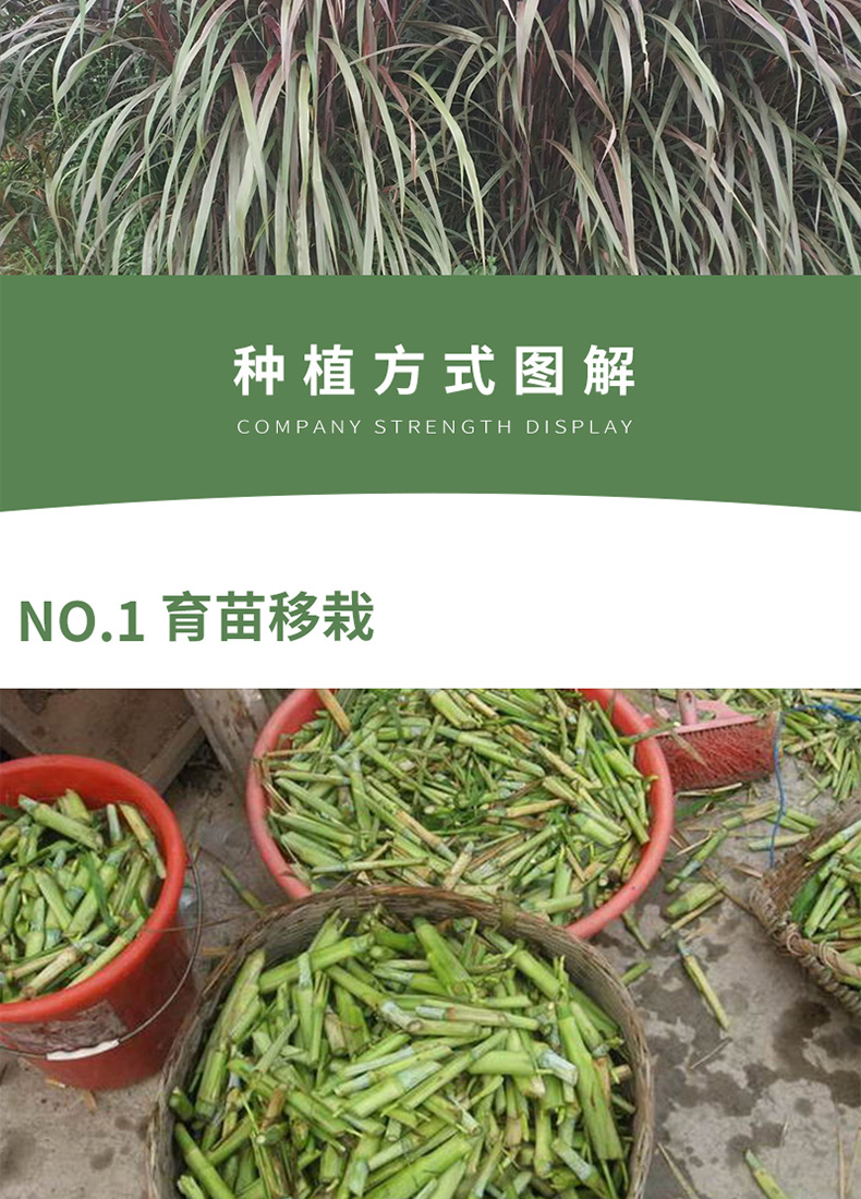 博卉紫色甜象草皇竹草巴西红象草种节多年生高产牧草四季耐寒牧草牛羊