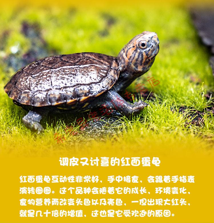 红面蛋龟深水观赏剃刀巨头吃粪小大乌龟活体宠物龟苗墨蛋 进口红面5