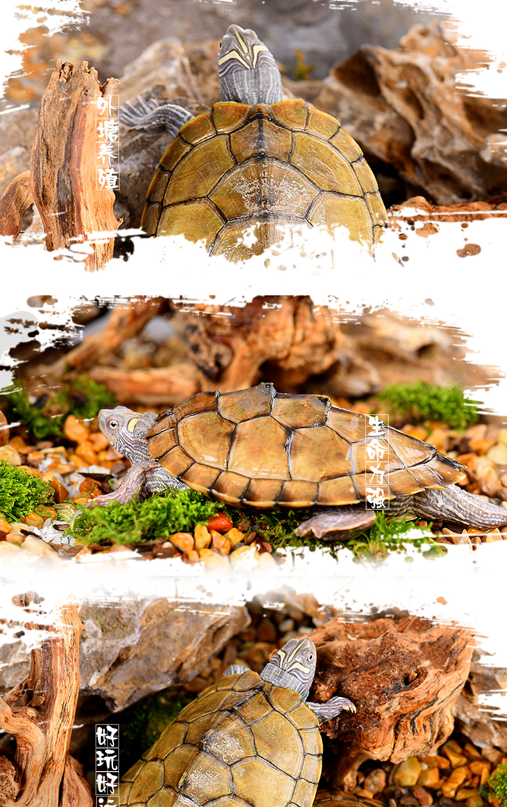 地图龟苗 小宠活体地图龟 深水龟 淡水龟活体 地图龟活物活体 背甲8