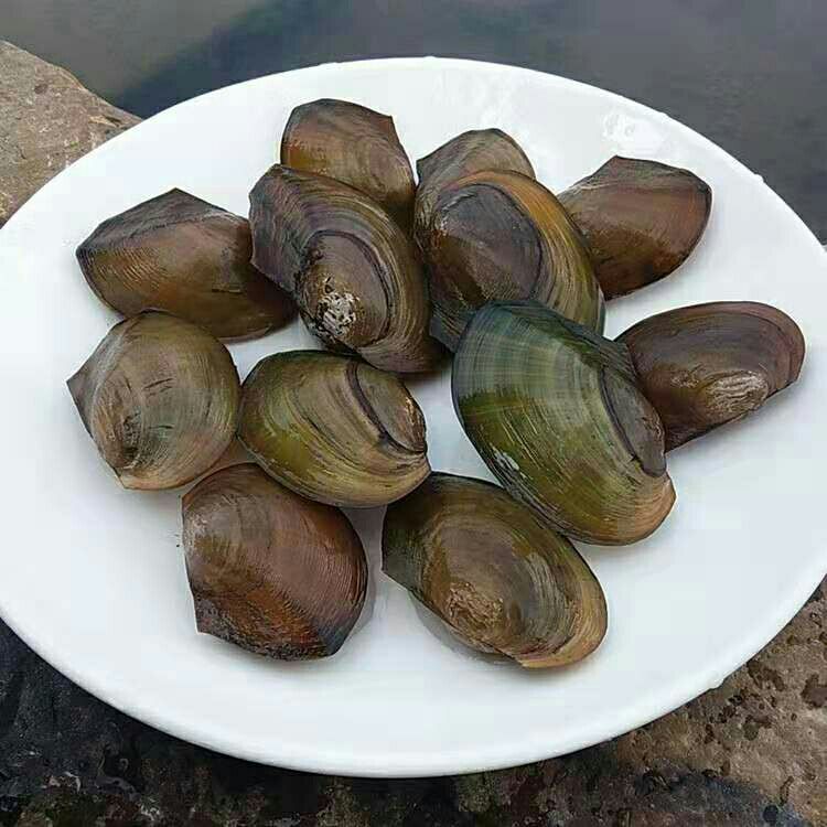超大活体河蚌河蚌活体鱼缸水族观赏宠物野生河贝净化水质吃鱼粪便鳑鲏