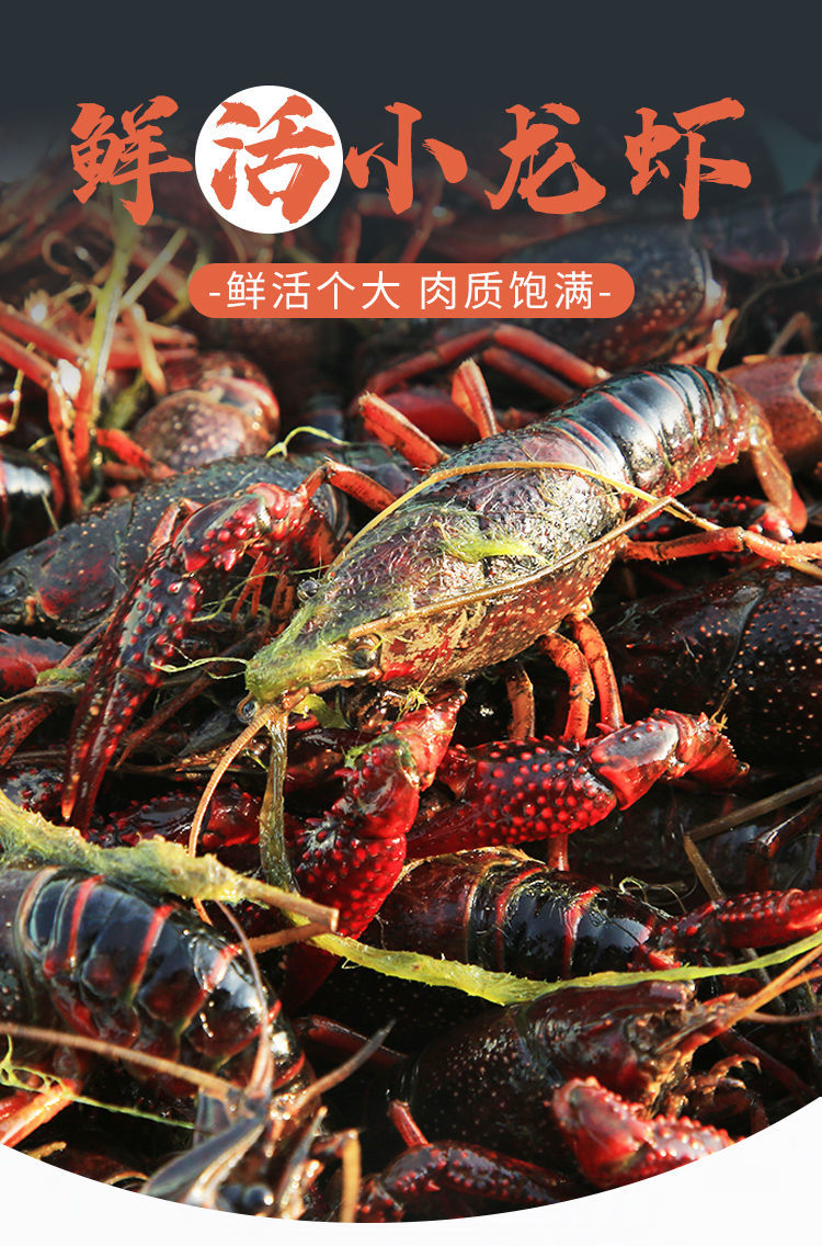小龙虾微山湖纯小龙虾干净鲜活麻辣小龙虾特大号每斤1520只1斤装